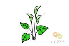 马蹄莲花简笔画