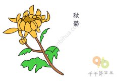 淡黄色的秋菊简笔画