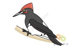 白腹黑啄木鸟简笔画图片