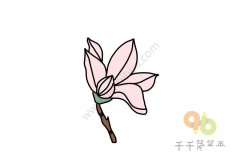 粉色的木兰花简笔画
