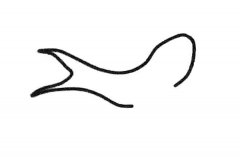 小燕子简笔画步骤图片大全