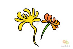 清冷的菊花简笔画图片