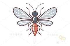 瓢虫茧蜂简笔画