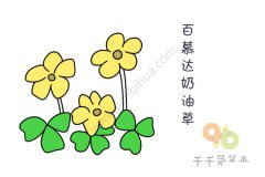 漂亮的百慕达奶油花简笔画