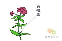 漂亮的石碱草简笔画