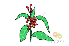 马利筋简笔画步骤