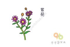 漂亮的紫苑花简笔画