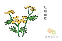 秋麒麟草简笔画图片