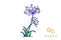 百子莲简笔画怎么画