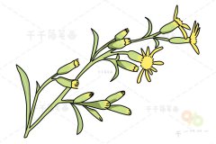 秋麒麟草简笔画怎么画