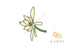 稀奇的昙花简笔画