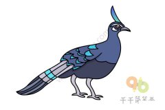 教你怎么画孔雀雉简笔画