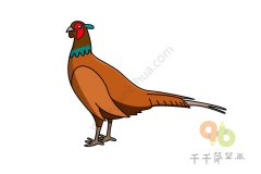 教你画雉的简笔画图片