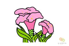 漂亮的鸡冠花简笔画大全