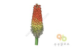 火炬花简笔画步骤图片