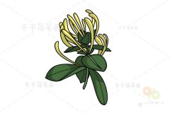 花朵画法 金银花简笔画