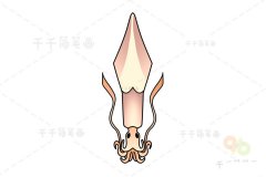 枪乌贼简笔画