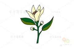 花朵简笔画 柠檬花的画法