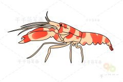 枪虾简笔画