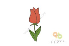 美丽的郁金香简笔画图片