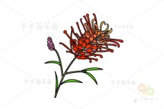 花朵简笔画 银桦的画法