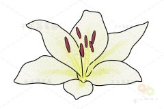 美国百合画法 花朵简笔画