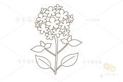 美女樱简笔画 少儿画花朵