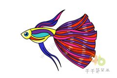 教你画孔雀鱼简笔画