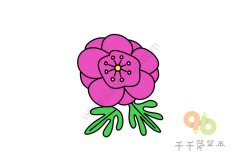 美丽的银莲草简笔画