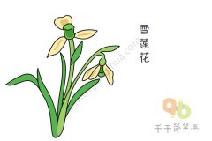 美丽的雪莲花简笔画