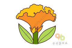 鸡冠花简笔画如何画