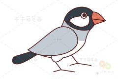 文鸟简笔画