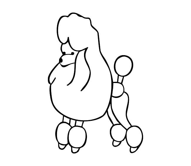 贵宾犬简笔画图片