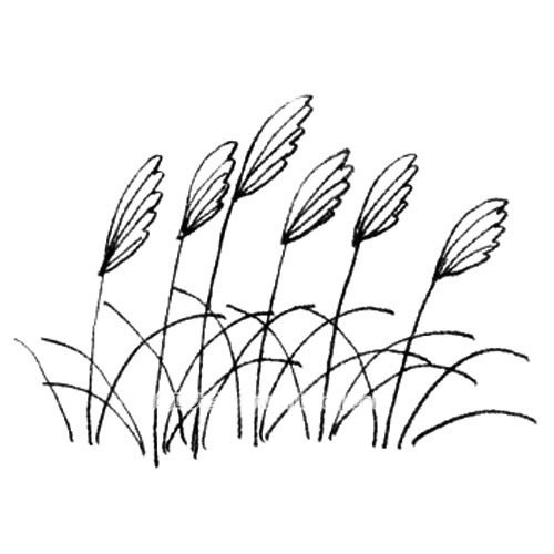 3.画出没一个花穗的纹理，再画出叶子就画好了。