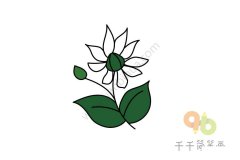 纯洁的繁缕花简笔画