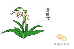 纯洁的雪莲花简笔画