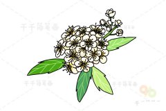 绣残菊简笔画步骤图