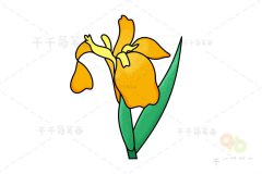 绽放的黄色鸾尾简笔画