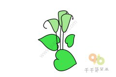 绿油油的马蹄莲花简笔画