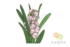蕙兰简笔画画法