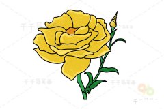 黄玫瑰简笔画教程