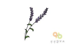 薰衣草简笔画教程