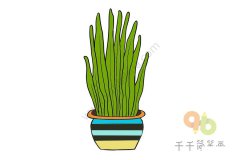 虎皮兰步骤简笔画