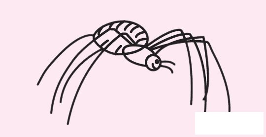 蜘蛛简笔画图片