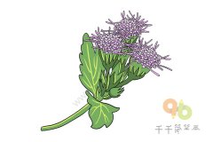 藿香蓟简笔画步骤图