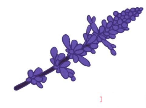 紫色薰草怎么画简笔画简单漂亮