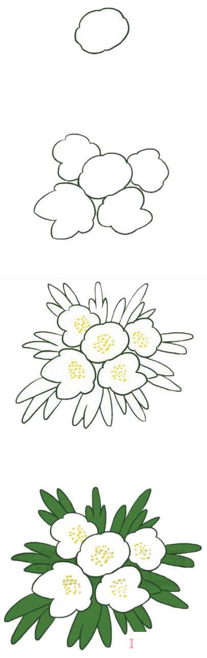 简笔画银莲花的画法步骤图带颜色简单漂亮