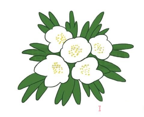 简笔画银莲花的画法步骤图带颜色简单漂亮