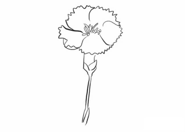 康乃馨简笔画