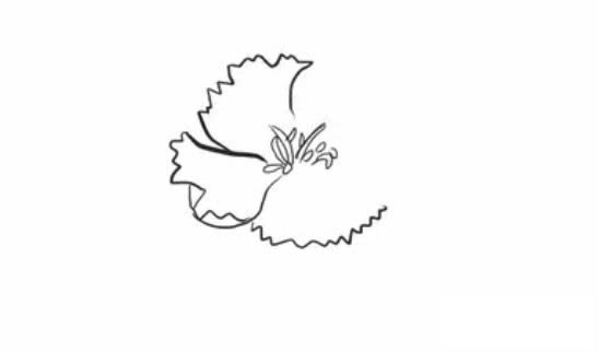康乃馨简笔画